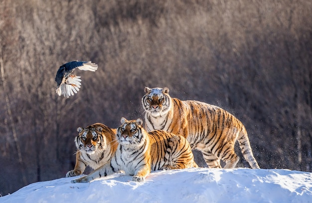 Sibirische Tiger stehen auf einem schneebedeckten Hügel, um Beute zu fangen