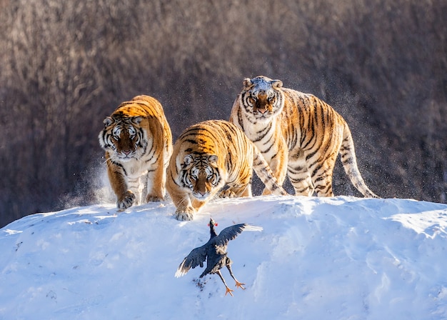 Sibirische Tiger stehen auf einem schneebedeckten Hügel