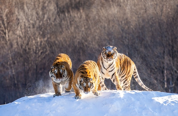 Sibirische Tiger stehen auf einem schneebedeckten Hügel