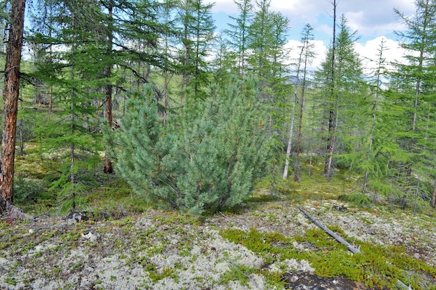 Sibirische Zwergkiefer in der Laubtaiga Jakutiens