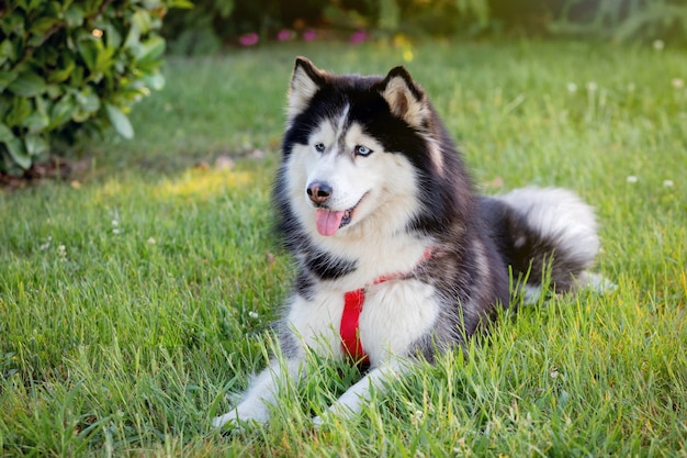 Sibirischer Husky auf dem Gras