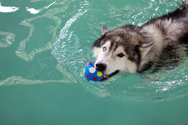 Sibirischer Husky, der im Pool schwimmt