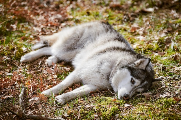 Sibirischer Husky-Hund, der auf Waldgras in voller Größe liegt, ruht Husky-Hundeporträt mit blaubraunen Augen