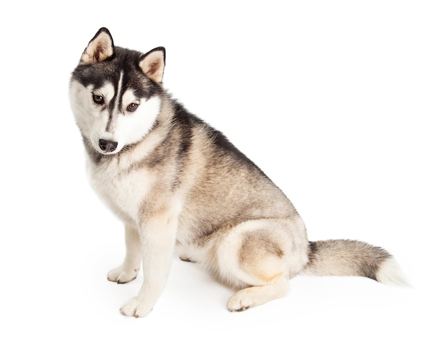 Sibirischer Husky-Hund, der sitzt, während er nach unten schaut