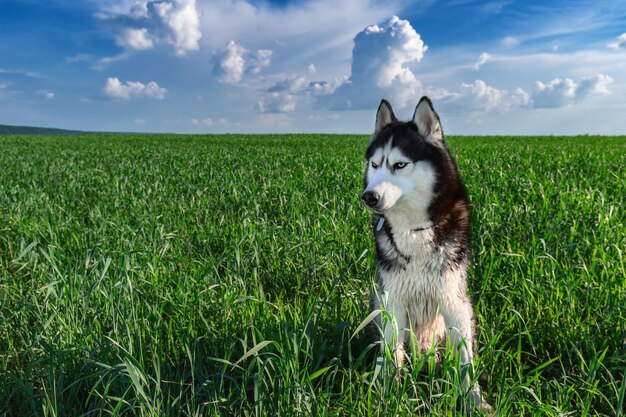 Sibirischer Husky-Hund geht an einem sonnigen Tag auf der Wiese spazieren Platz kopieren