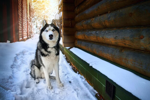 Foto sibirischer husky-hund sitzt auf dem schnee in der nähe eines privaten blockhauses. das leben eines haustieres in einem landhaus