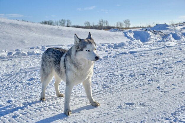 Sibirischer Husky im Schnee an einem sonnigen Tag.