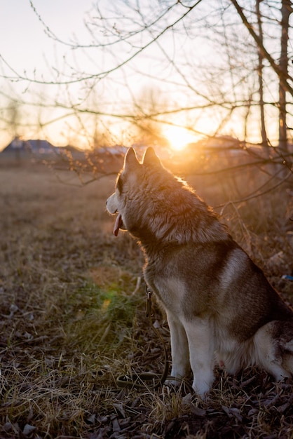 Sibirischer Husky sitzt im Frühlingswald auf dem Baum