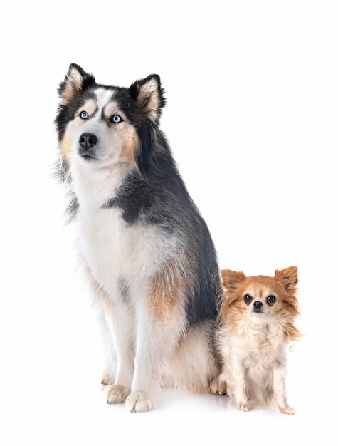 Sibirischer Husky und Chihuahua im Studio