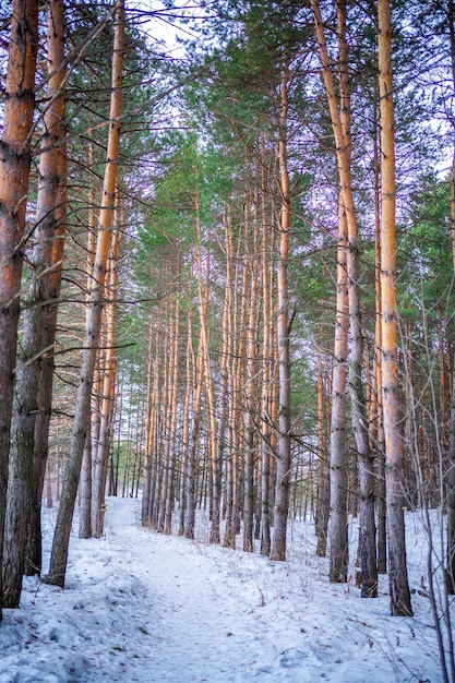 Sibirischer Kiefernwald in der Nähe von Kemerowo Sibirien Russland