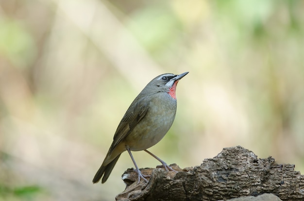 Sibirischer Rubythroat Vogel (Luscinia Sibilans)