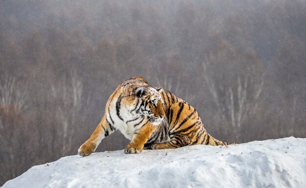 Sibirischer Tiger an einem Wintertag