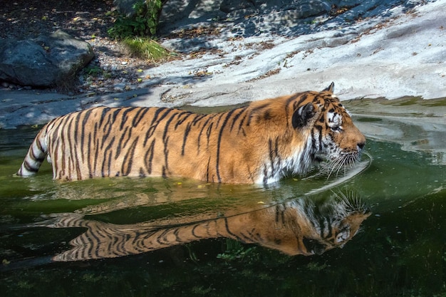 Sibirischer Tiger bereit, Reflexion auf dem Wasser anzugreifen