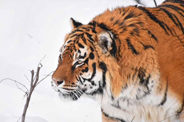 Sibirischer Tiger geht im weißen Schnee