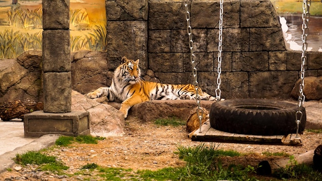 Sibirischer Tiger liegt auf einer Steinplatte. Der Tiger sonnt sich in der Sonne. Das Konzept von Raubtieren und wilden Tieren. Tiger im Zoo