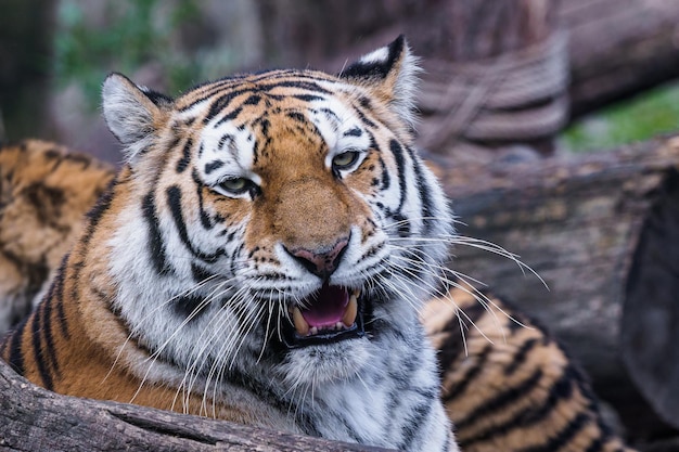 Sibirischer Tiger Panthera tigris altaica