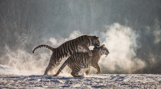 Sibirischer Tiger Park