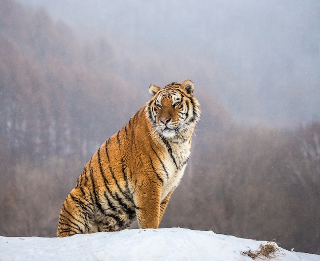 Sibirischer Tiger sitzt auf einem schneebedeckten Hügel vor dem Hintergrund eines Winterwaldes. Sibirischer Tiger Park.