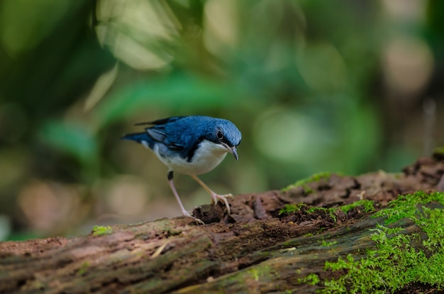 Sibirisches Blaukehlchen (Luscinia cyane)