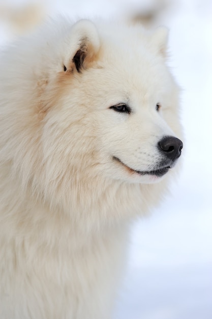 Foto sibirisches junges husky-hundeporträt