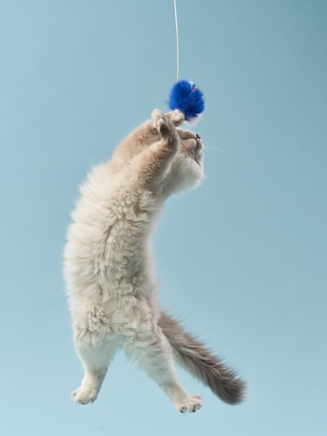 Sibirisches Kätzchen auf blauem Hintergrund Cat-Studiofoto für Werbung Happy pet