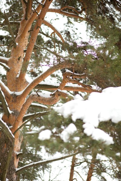 Sich ausbreitende Kiefer in einem Winterwaldblick von unten