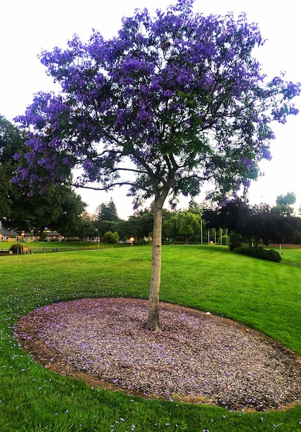 Foto sicht auf blühende pflanzen im park