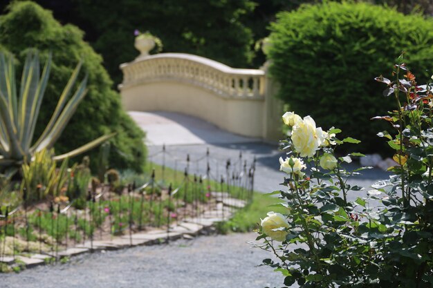 Foto sicht auf blühende pflanzen im park