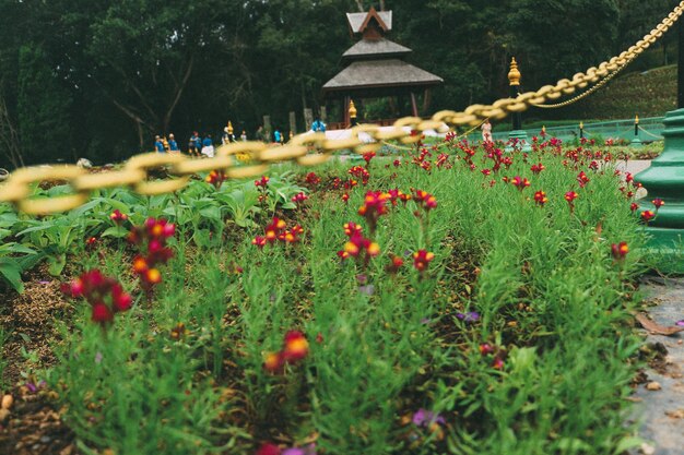 Foto sicht auf blühende pflanzen im park