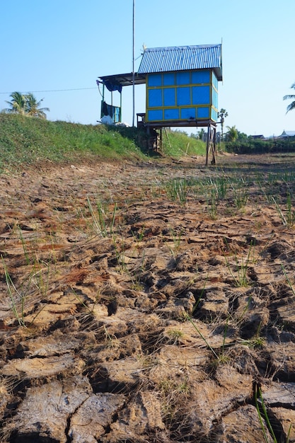 Sicht auf das trockene Land in den Reisfeldern