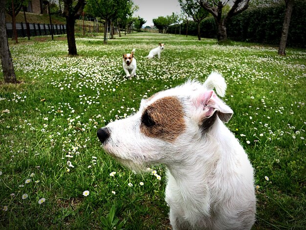 Sicht auf den Hund auf dem Feld