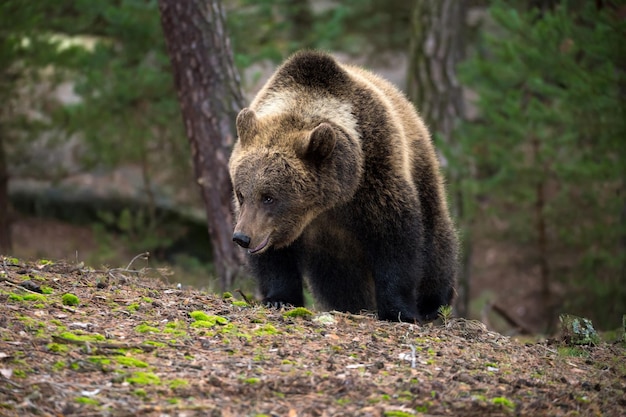 Foto sicht auf den löwen im wald