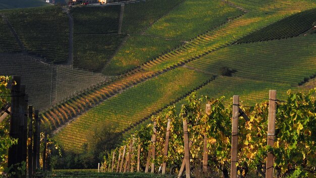 Sicht auf den Weinberg