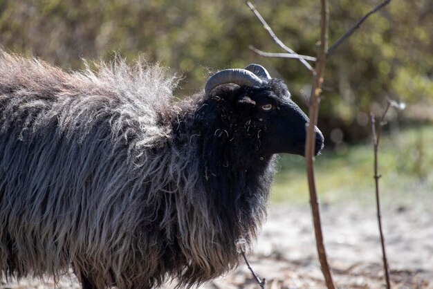 Foto sicht auf ein schaf auf dem feld