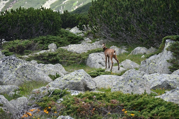 Foto sicht auf ein schaf auf einem felsen