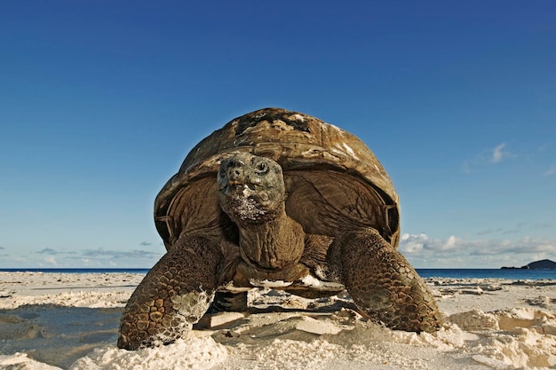 Foto sicht auf ein tier am strand