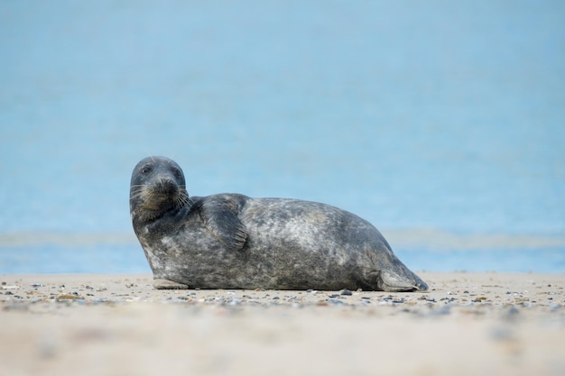 Sicht auf ein Tier am Strand