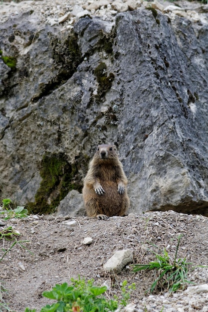 Foto sicht auf ein tier, das auf einem felsen sitzt