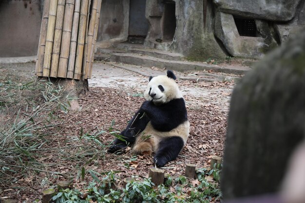 Foto sicht auf ein tier im zoo