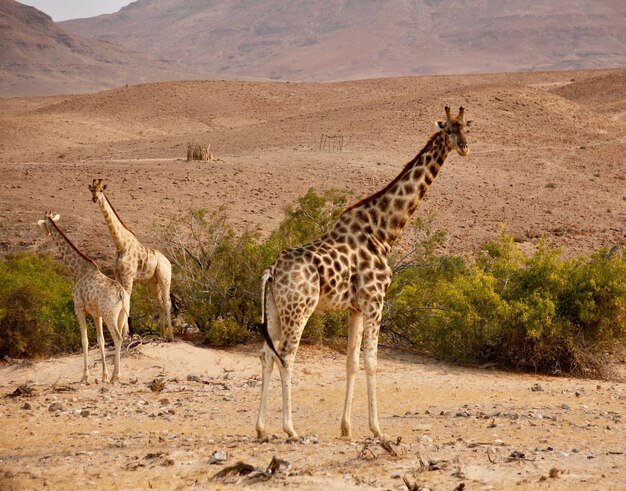 Foto sicht auf eine giraffe an land