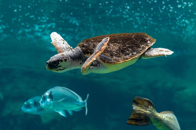 Foto sicht auf eine meeresschildkröte, die im meeresakvarium schwimmt