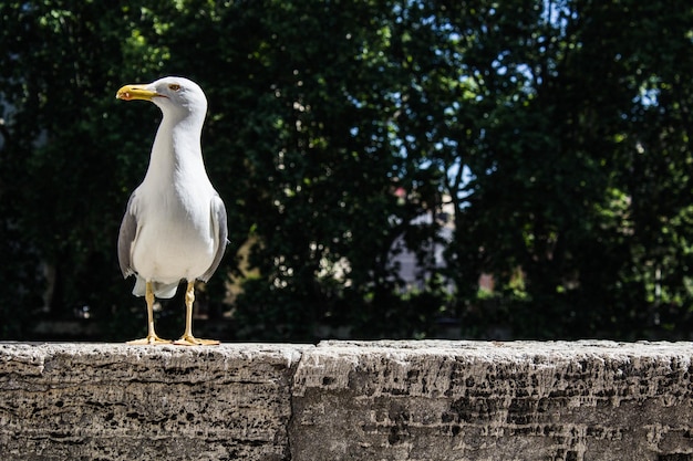 Sicht auf eine Möwe an einer Betonmauer