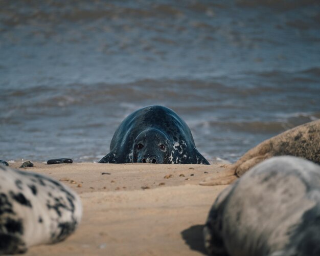 Foto sicht auf eine robbe am strand