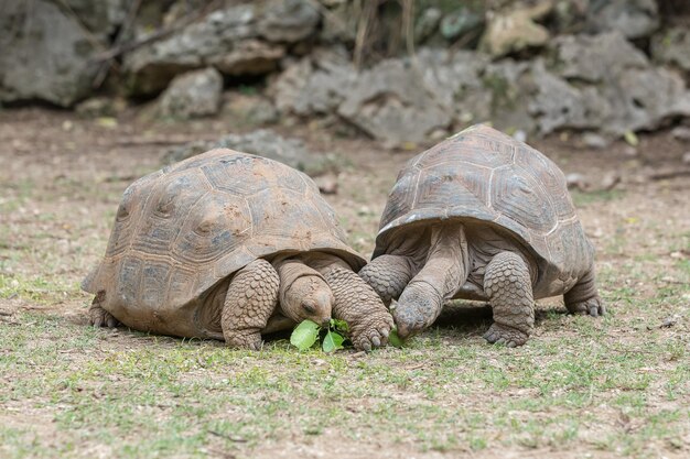 Sicht auf eine Schildkröte auf dem Feld