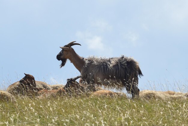 Foto sicht auf eine ziege auf dem feld