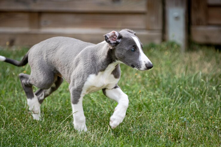 Foto sicht auf einen hund auf dem feld