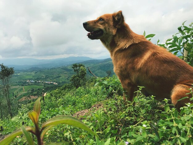 Foto sicht auf einen hund auf dem feld