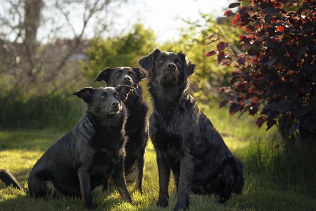 Sicht auf einen Hund auf dem Feld