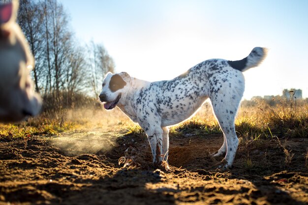 Foto sicht auf einen hund, der an land steht