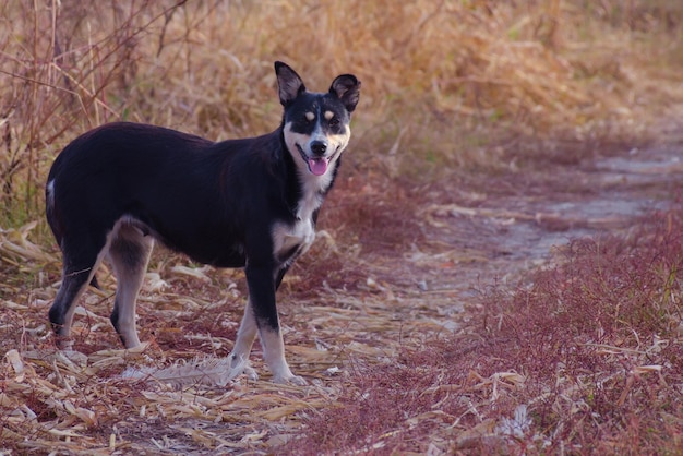 Foto sicht auf einen hund, der auf dem feld rennt